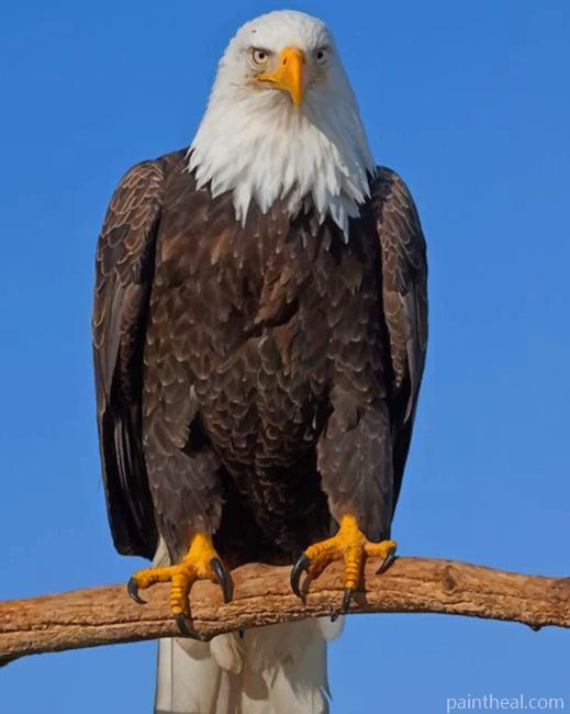 Eagle On Tree Branch Painting By Numbers Kits