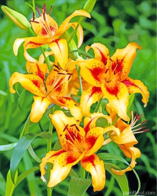Orange Lilies Painting By Numbers Kits