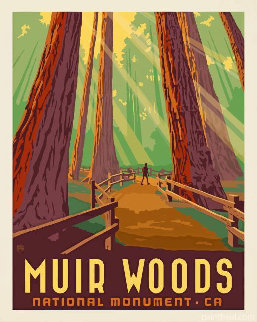 Muir Woods National Monument Poster Painting By Numbers Kits