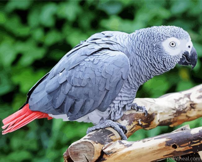African Grey Parrot Bird Painting By Numbers Kits