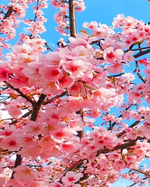 Blossom Flowers Painting By Numbers Kits