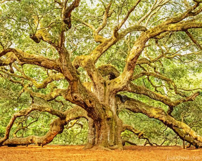 Angel Oak Tree Painting By Numbers Kits