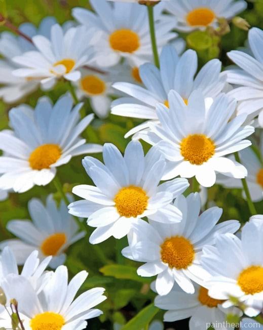 White Flowers Painting By Numbers Kits
