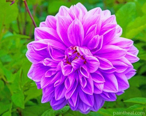Blooming Purple Dahlia Painting By Numbers Kits