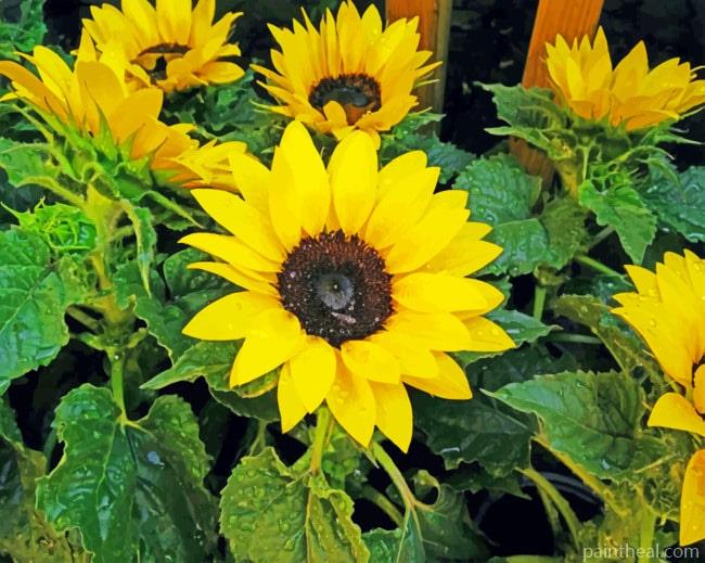 Yellow Blooming Sunflowers Painting By Numbers Kits