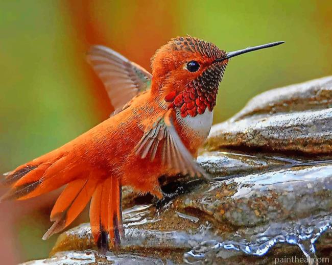 Rufous Hummingbird Painting By Numbers Kits