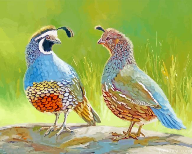 Quail Couple Painting By Numbers Kits