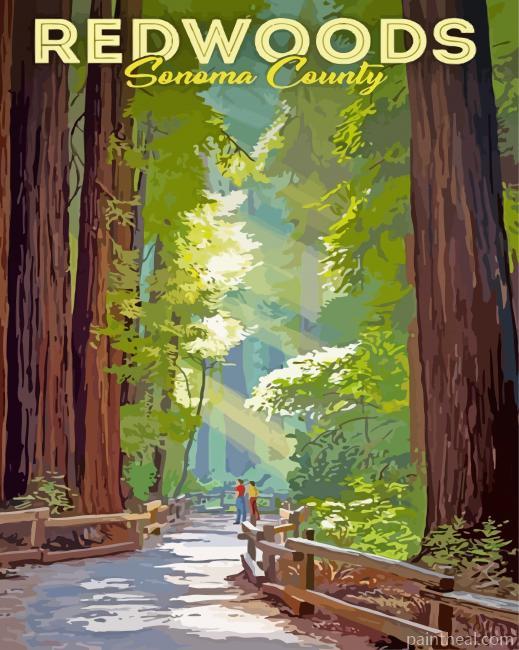 Redwoods Sonoma Poster Painting By Numbers Kits