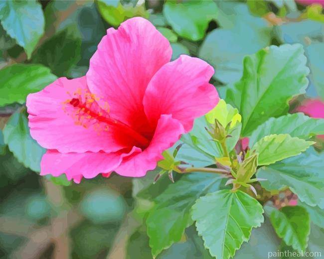 Pink Hibiscus Flower Painting By Numbers Kits