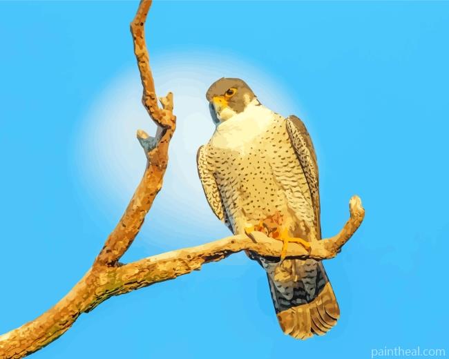 Falcon Bird Animal Painting By Numbers Kits