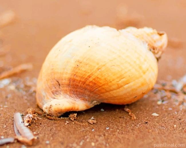 Seashell On Beach Sand Painting By Numbers Kits