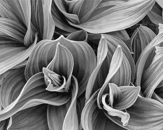 Black and White Plant Painting By Numbers Kits