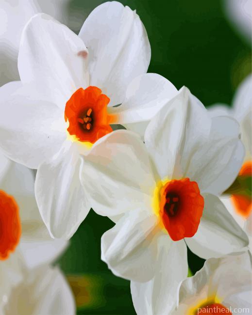 White Narcissus Painting By Numbers Kits
