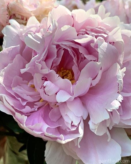 Pink Peony Painting By Numbers Kits