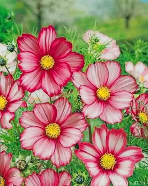 Garden Cosmos Flowers Painting By Numbers Kits
