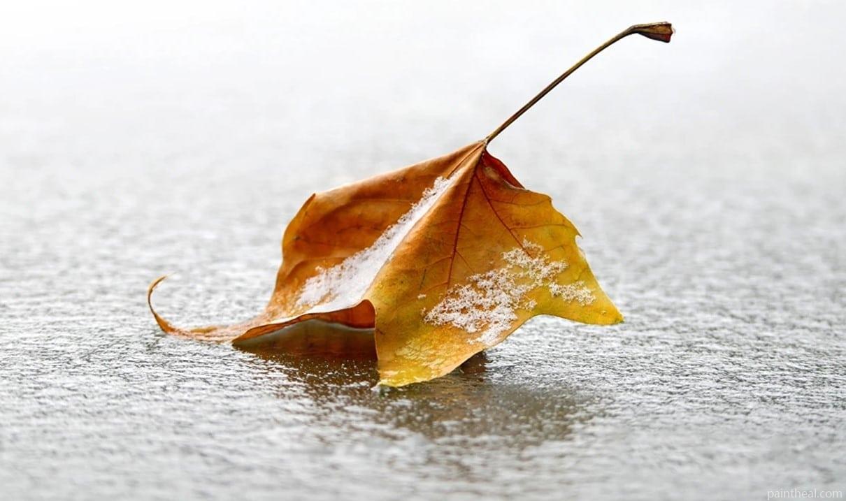Crisp Leaf Painting By Numbers Kits