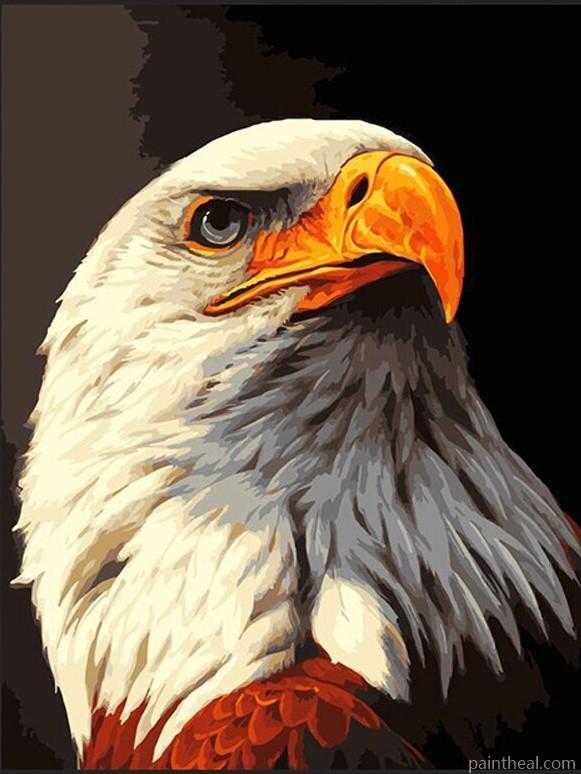 Bald Eagle Art Painting By Numbers Kits