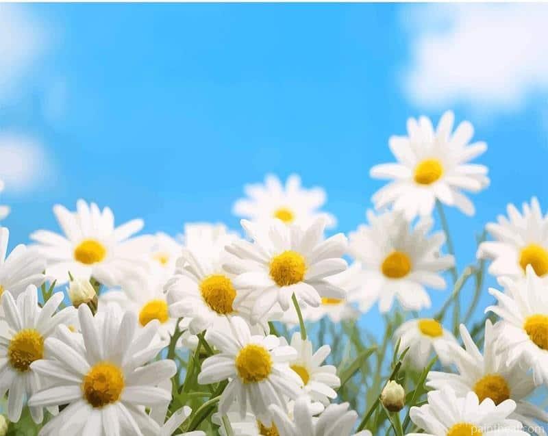 Common Daisies Flowers Painting By Numbers Kits