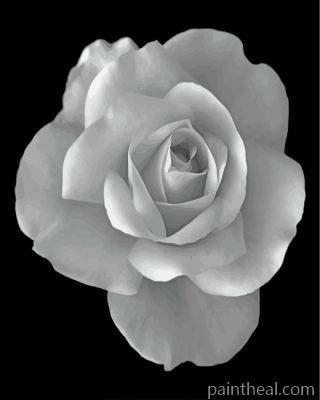 Monochrome Rose Painting By Numbers Kits