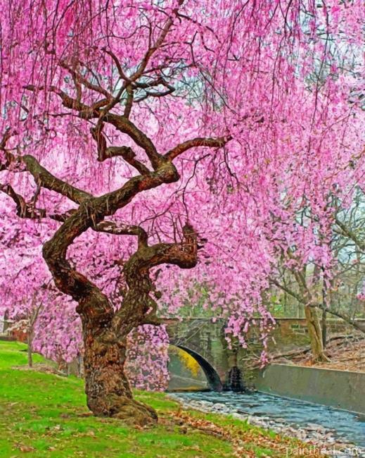 Cherry Blossom Painting By Numbers Kits