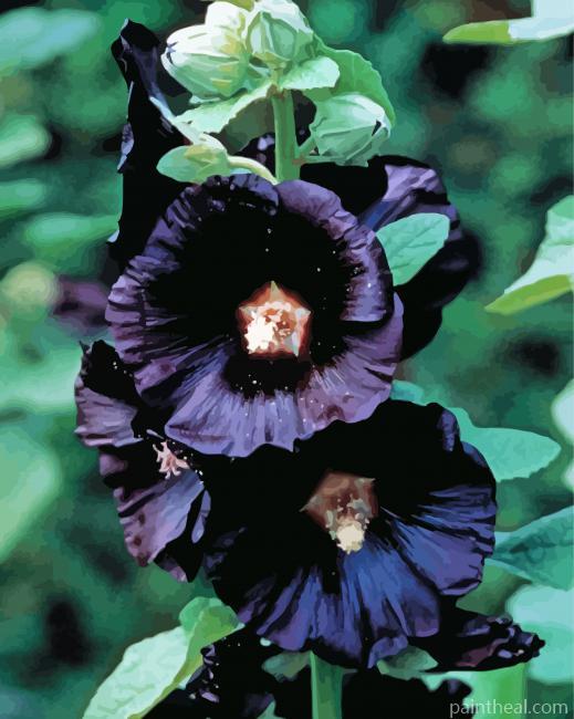 Black Hollyhock Painting By Numbers Kits