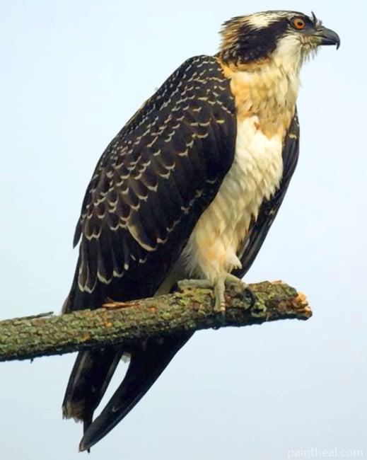 Osprey Painting By Numbers Kits