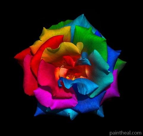 Rainbow Rose Flowers Painting By Numbers Kits