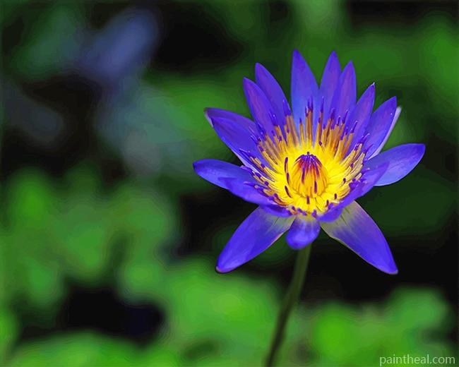 Blue Yellow Lotus Flower Painting By Numbers Kits