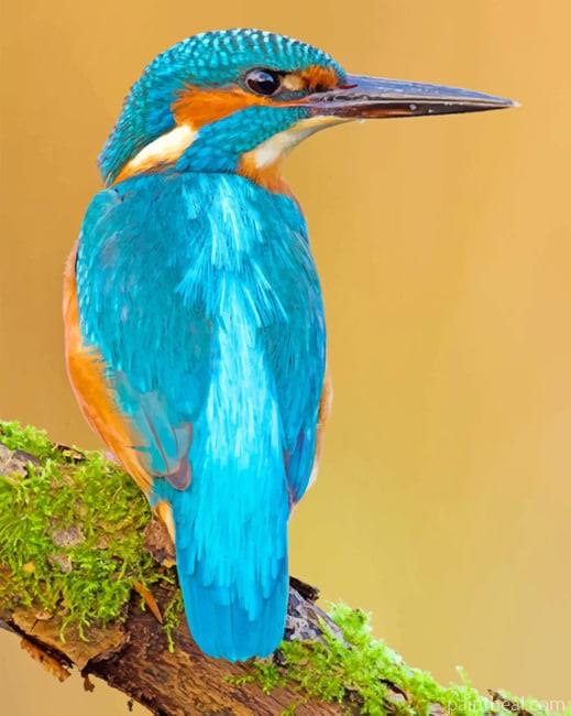 Kingfisher Painting By Numbers Kits