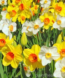 Daffodils Painting By Numbers Kits