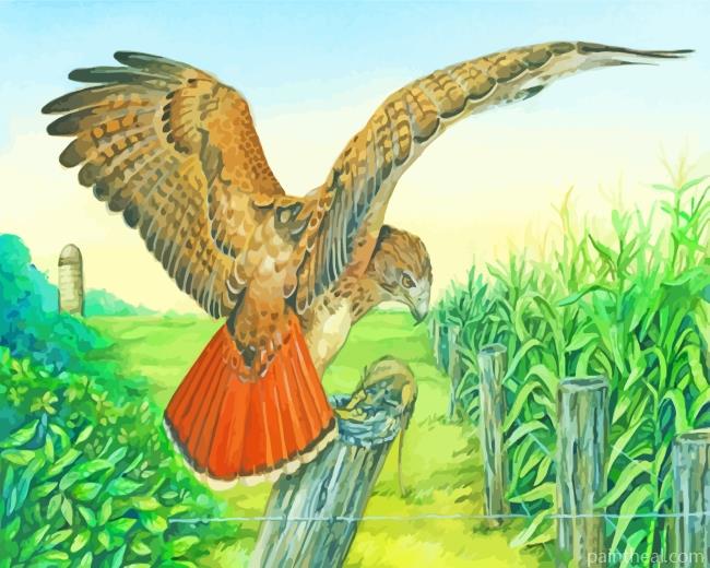 Red Tailed Hawk Bird Flying Painting By Numbers Kits