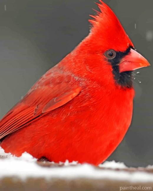 Snow Cardinal Bird Painting By Numbers Kits