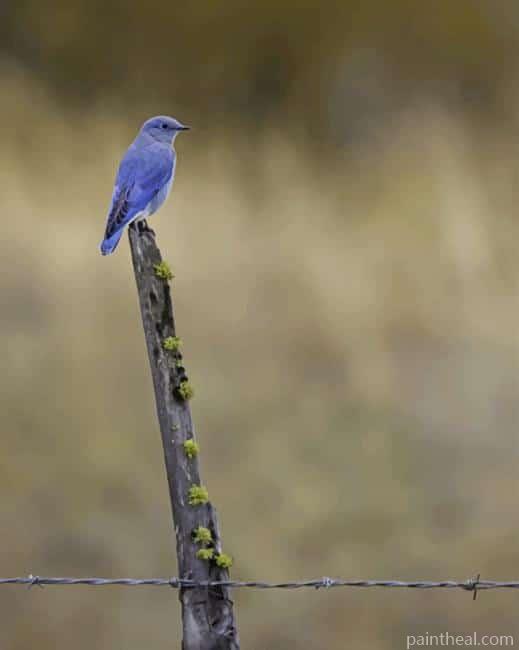 Mountain Bluebird On Stick Painting By Numbers Kits