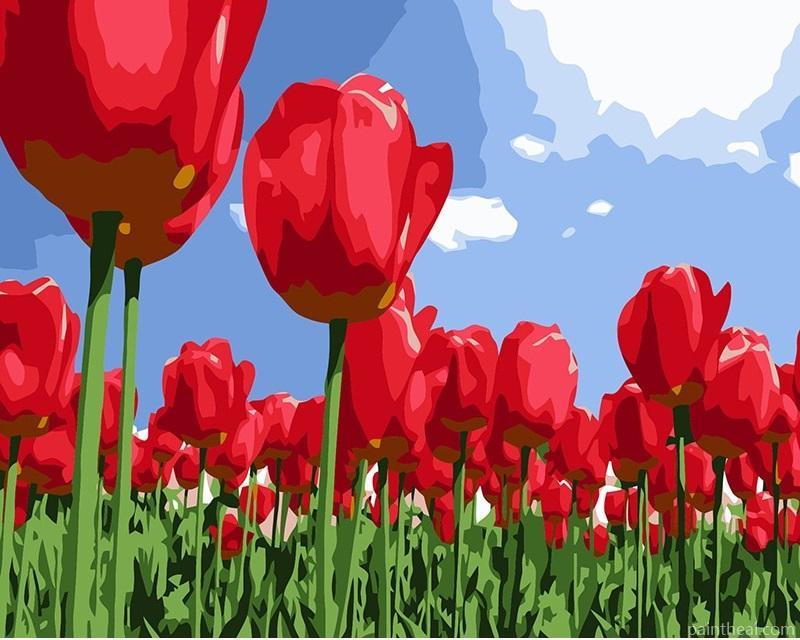 Red Tulips Field Painting By Numbers Kits