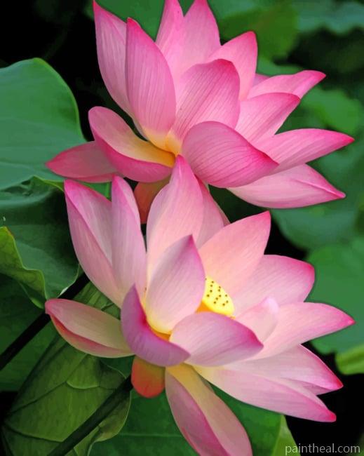 Pink Lotus Flowers Painting By Numbers Kits
