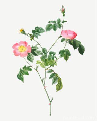 Austrian Briar Flowers Painting By Numbers Kits