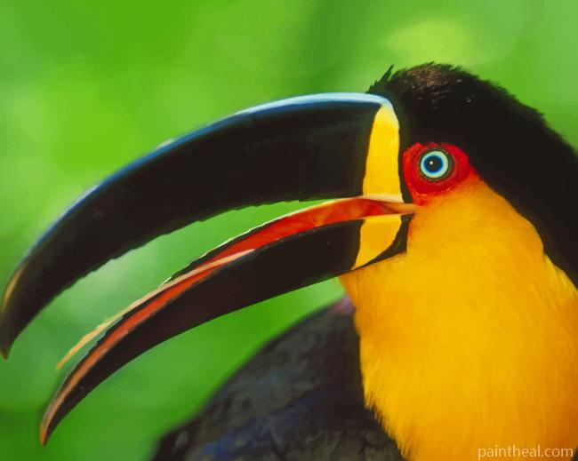 Colored Toucan Bird Painting By Numbers Kits