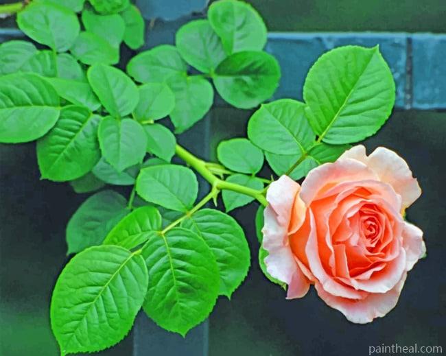 Blooming Rose Painting By Numbers Kits