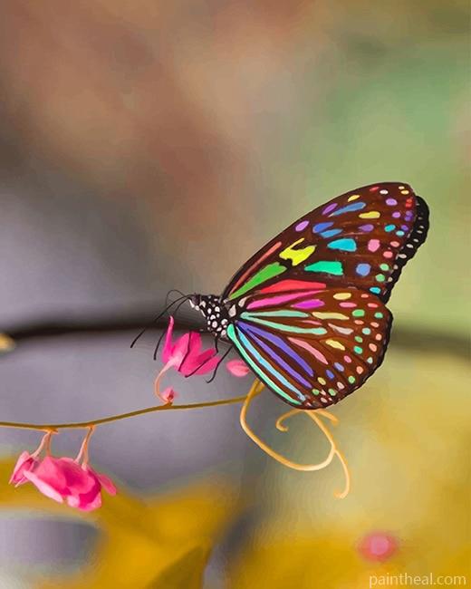 Magnificent Colorful Butterfly Painting By Numbers Kits