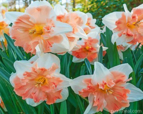 Edinburgh Daffodils Painting By Numbers Kits