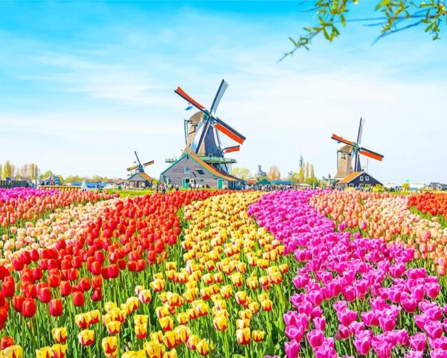 Field Colorful Tulips Painting By Numbers Kits