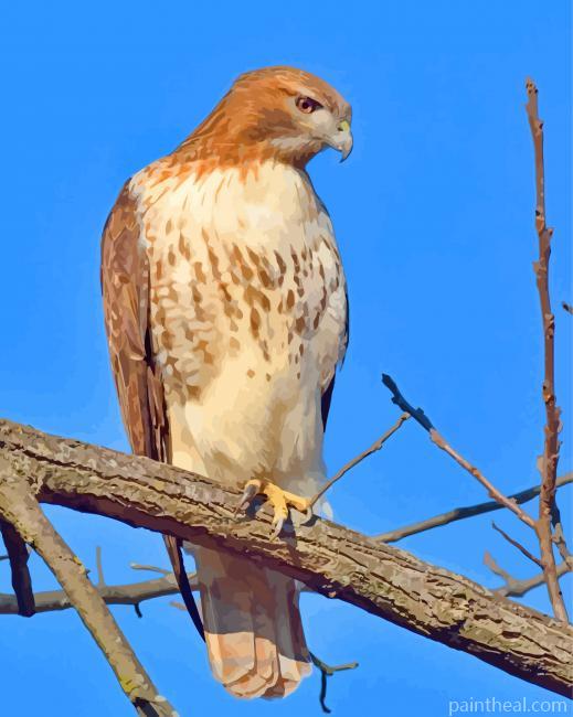Aesthetic Hawk Bird Painting By Numbers Kits
