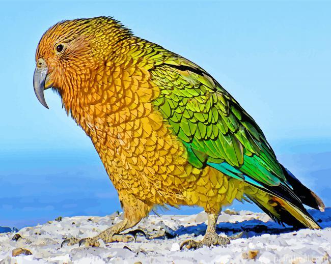 Cute Kea Bird Painting By Numbers Kits