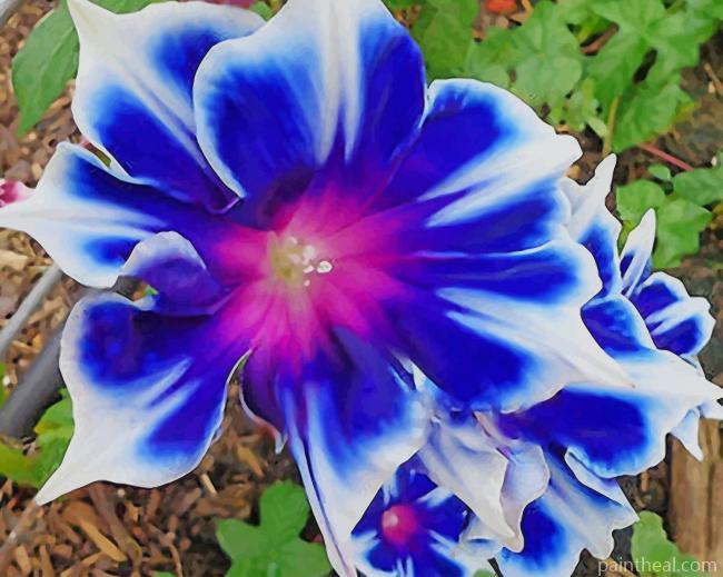 Blue Picotee Flower Painting By Numbers Kits