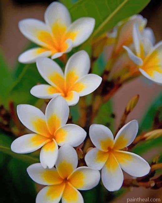 Frangipani Flowers Painting By Numbers Kits