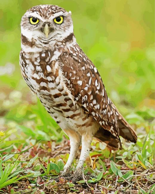 Burrowing Owl Bird Painting By Numbers Kits
