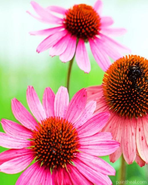 Purple Coneflowers Painting By Numbers Kits