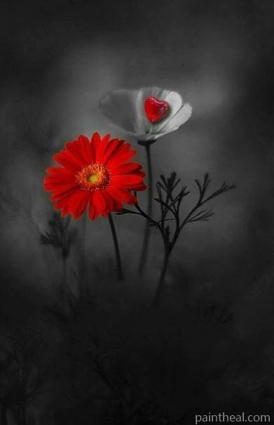 Red Daisy and White Anemone Painting By Numbers Kits