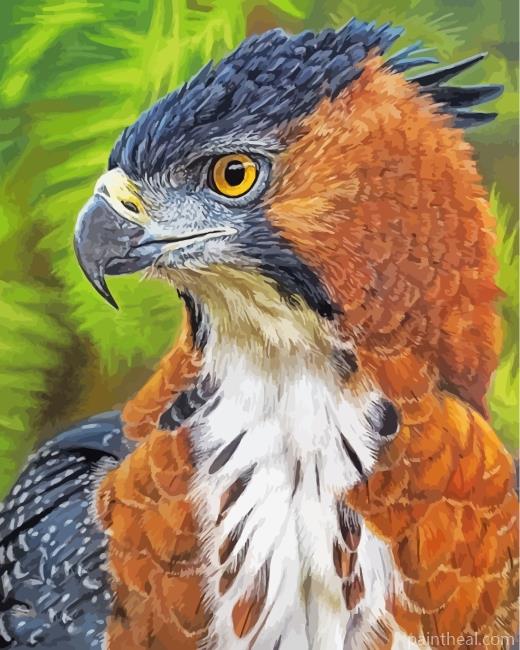 Hawk Eagle Painting By Numbers Kits