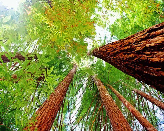 California Redwoods Painting By Numbers Kits